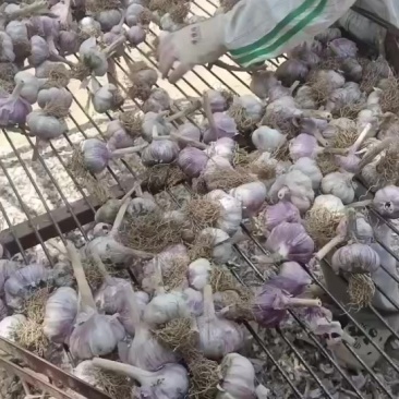邯郸大名大蒜产区一（大量现货）