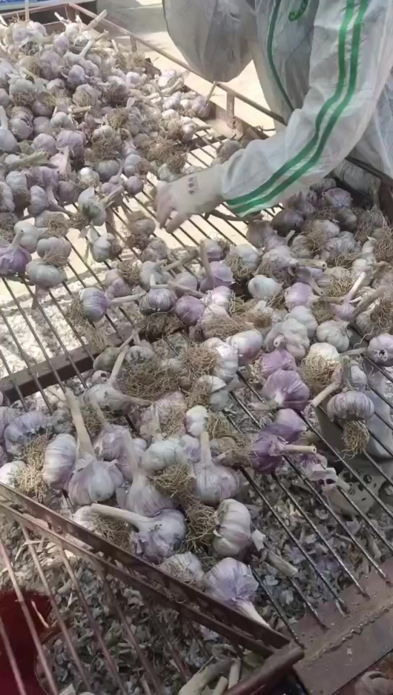 邯郸大名大蒜产区一（大量现货）