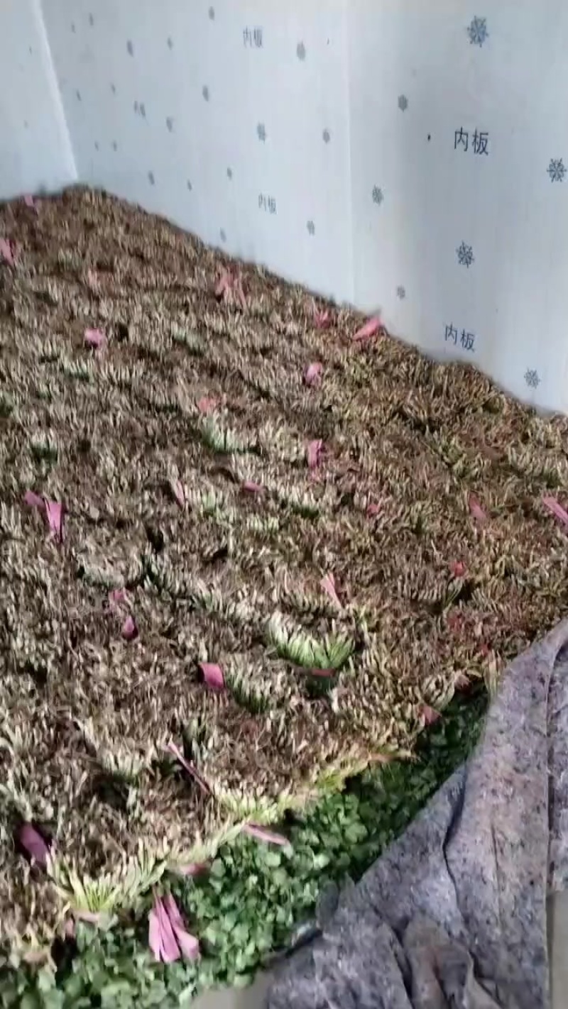 基地香菜上市