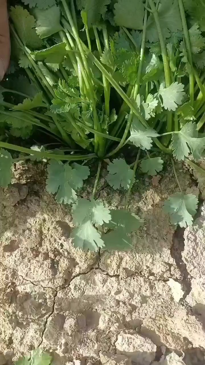 基地香菜上市