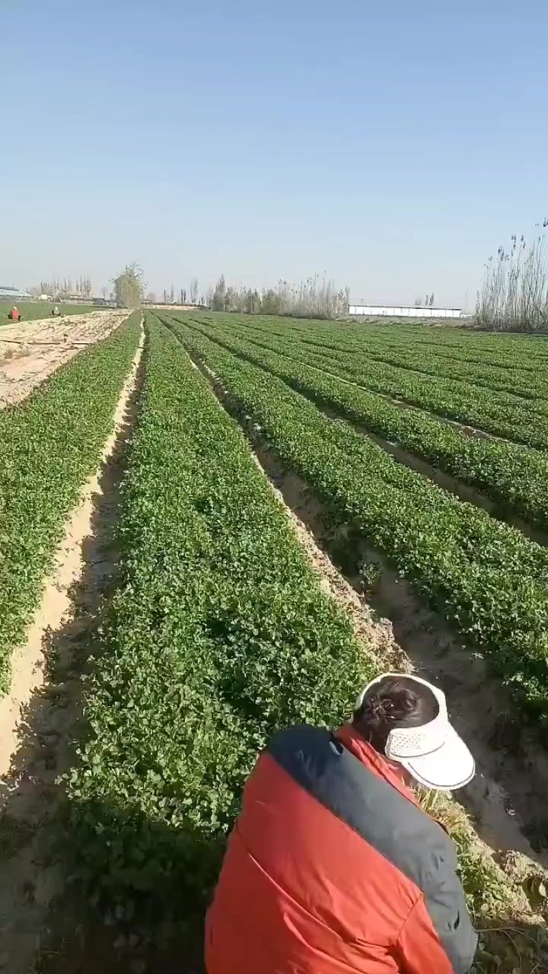 基地香菜上市