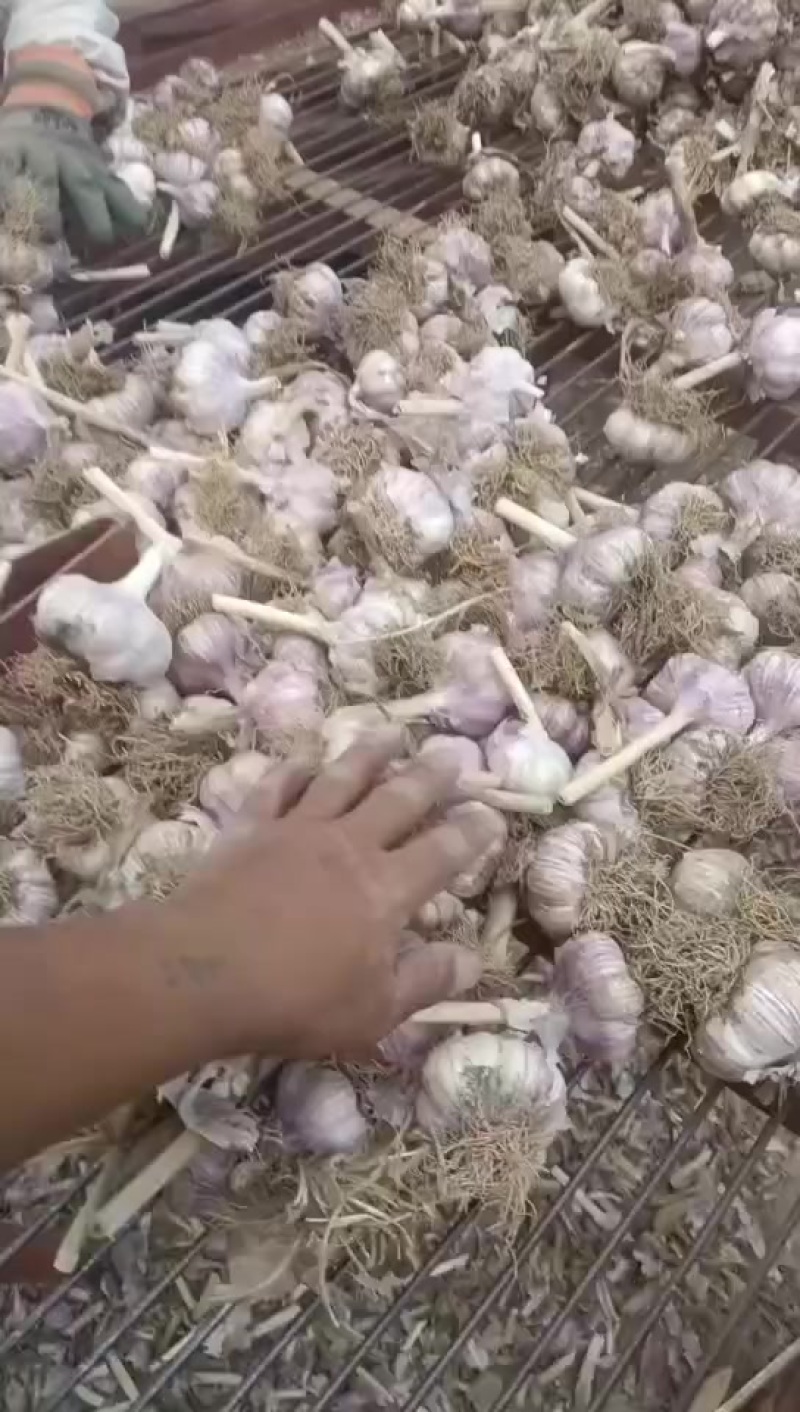 邯郸大名大蒜产区一（大量现货）