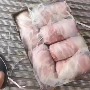 肥猪二号