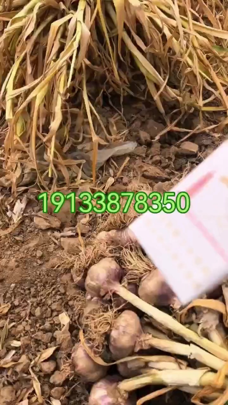 干蒜