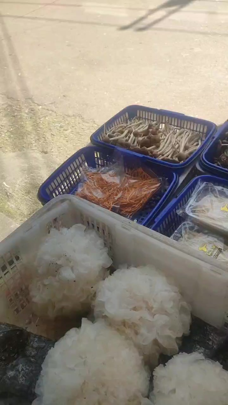 食用菌类