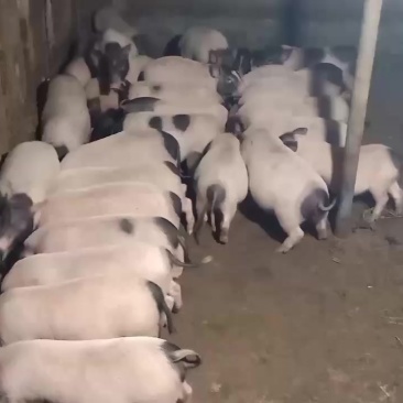 巴马香猪