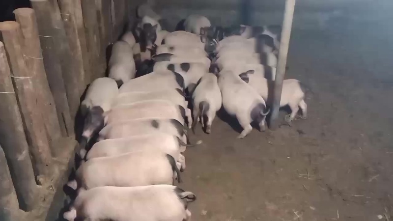巴马香猪