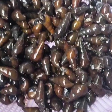 山坑螺，有货，靓粒粒！需要的老板请联系！