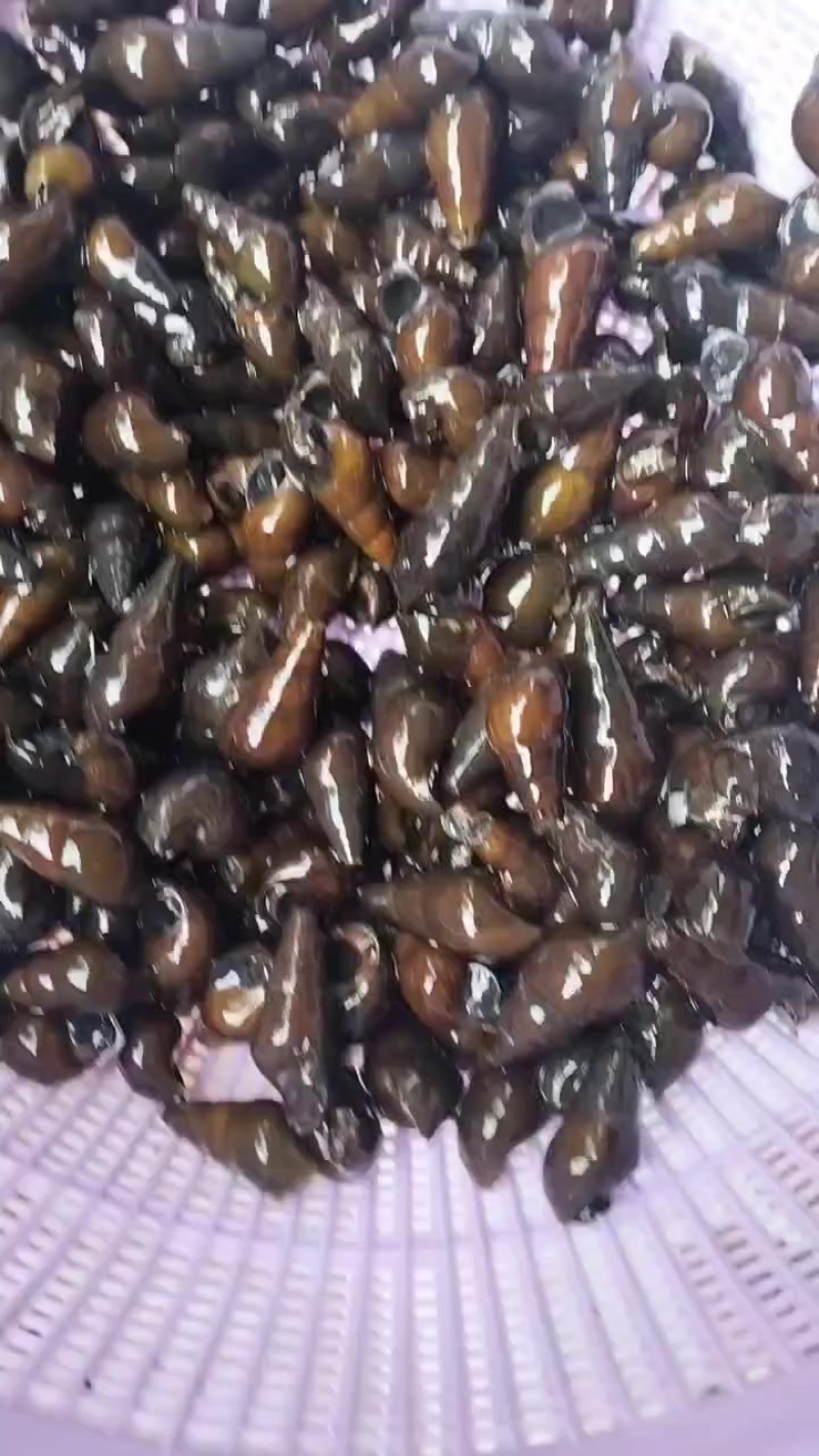山坑螺，有货，靓粒粒！需要的老板请联系！