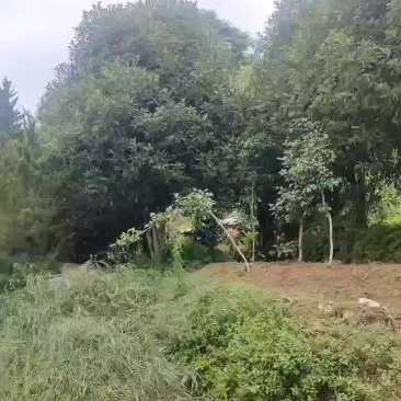 桂花树，黄金桂