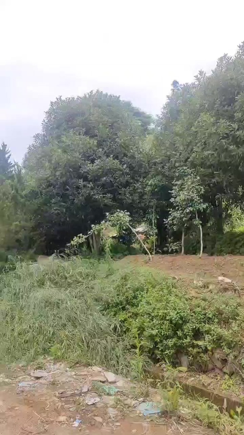 桂花树，黄金桂