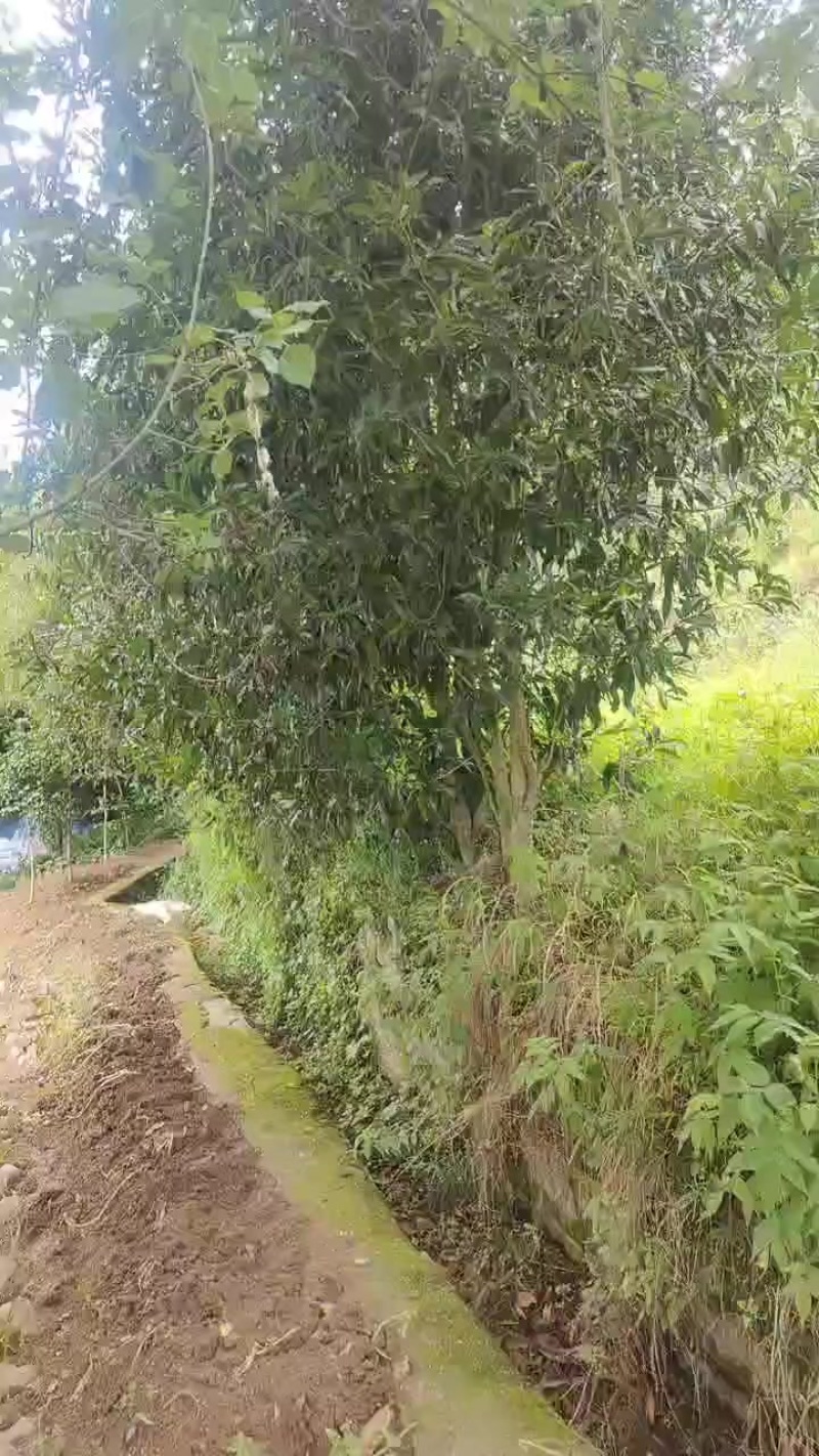 桂花树，黄金桂