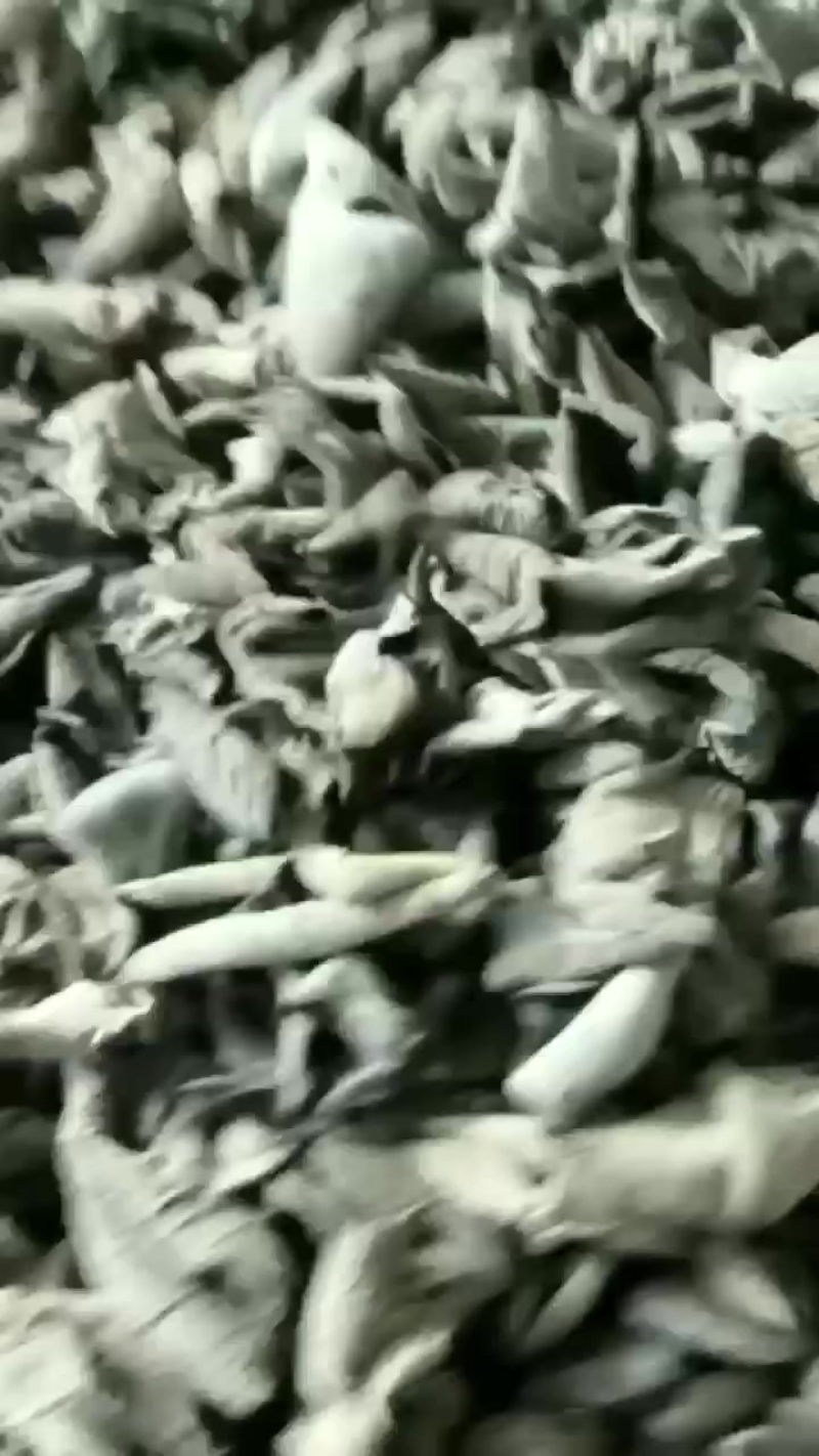 特级黑山木耳抢购抢购