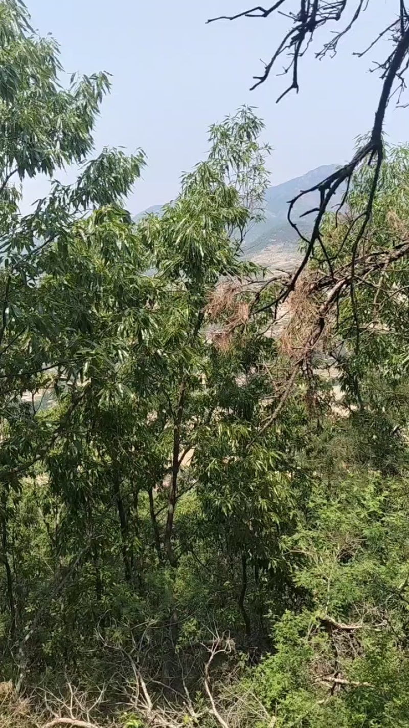 深山地榆