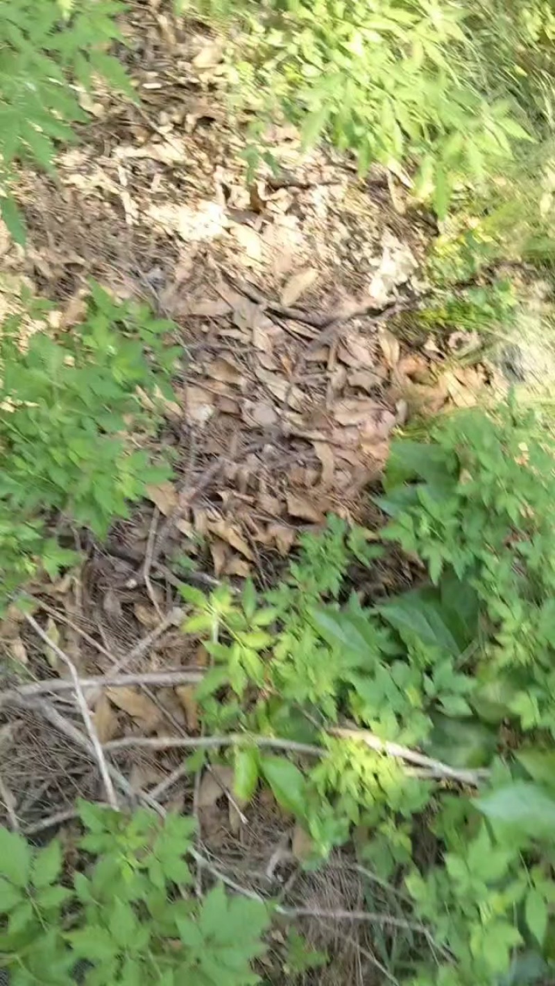 深山地榆