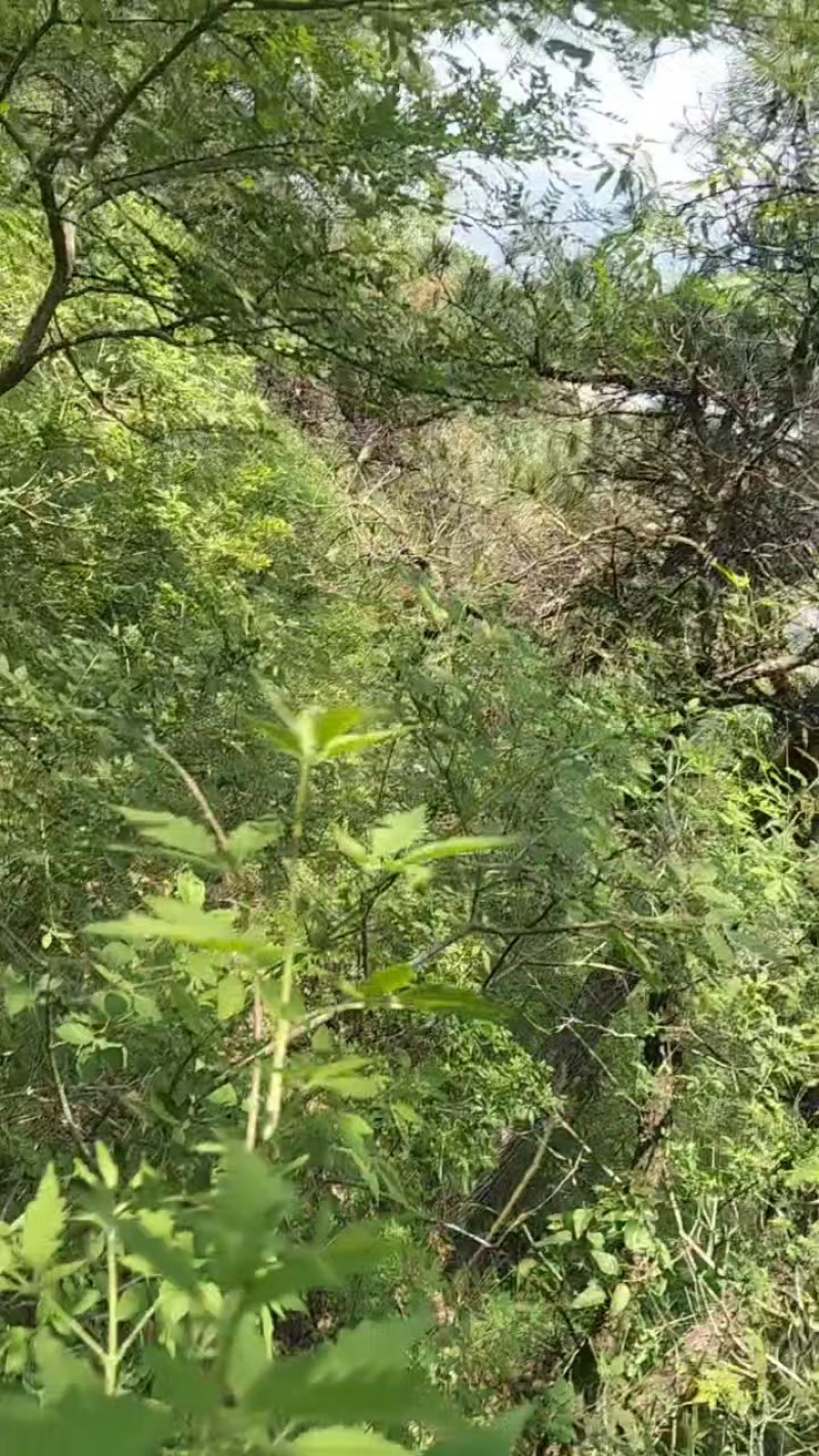 深山地榆