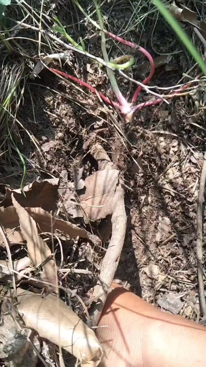 深山地榆