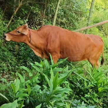 活牛