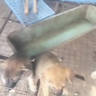 批发小狗苗，需要的联系我，