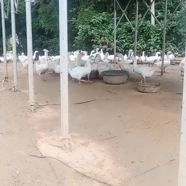 大三花鹅
