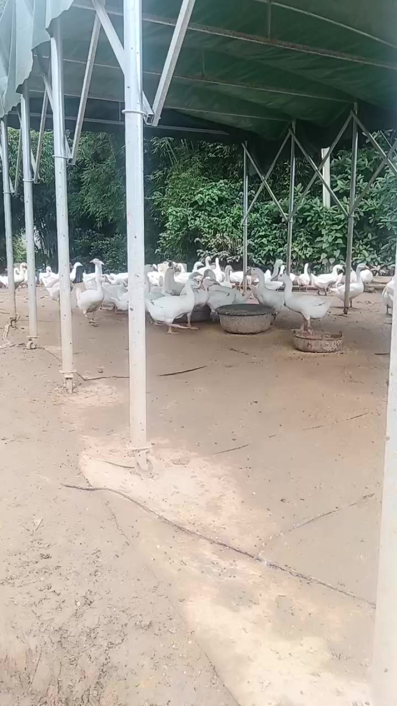 大三花鹅