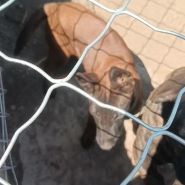 马犬，四个月大，需要的还可以谈