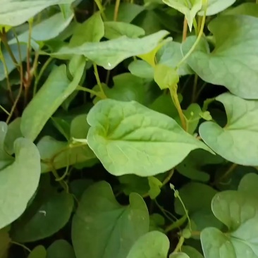 鱼腥草
