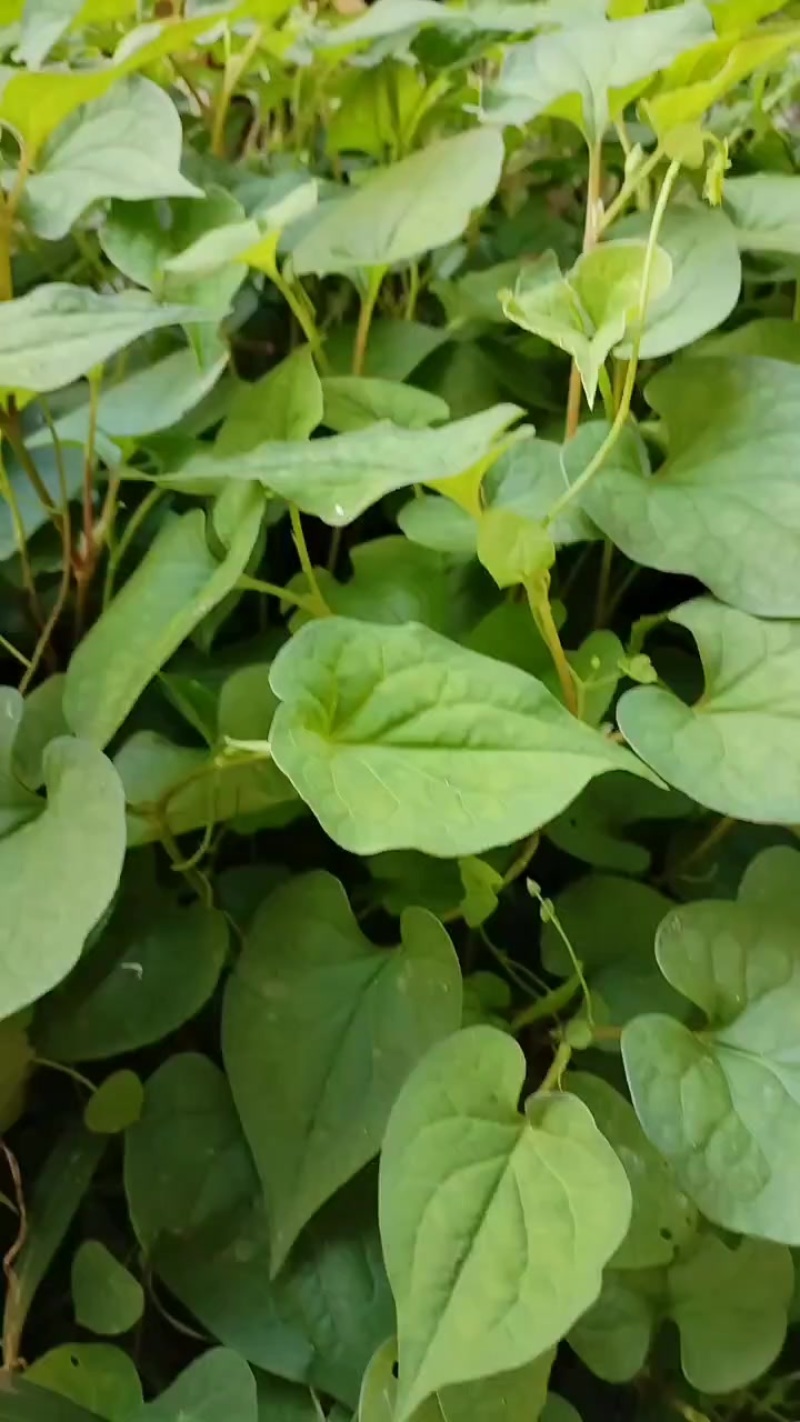 鱼腥草
