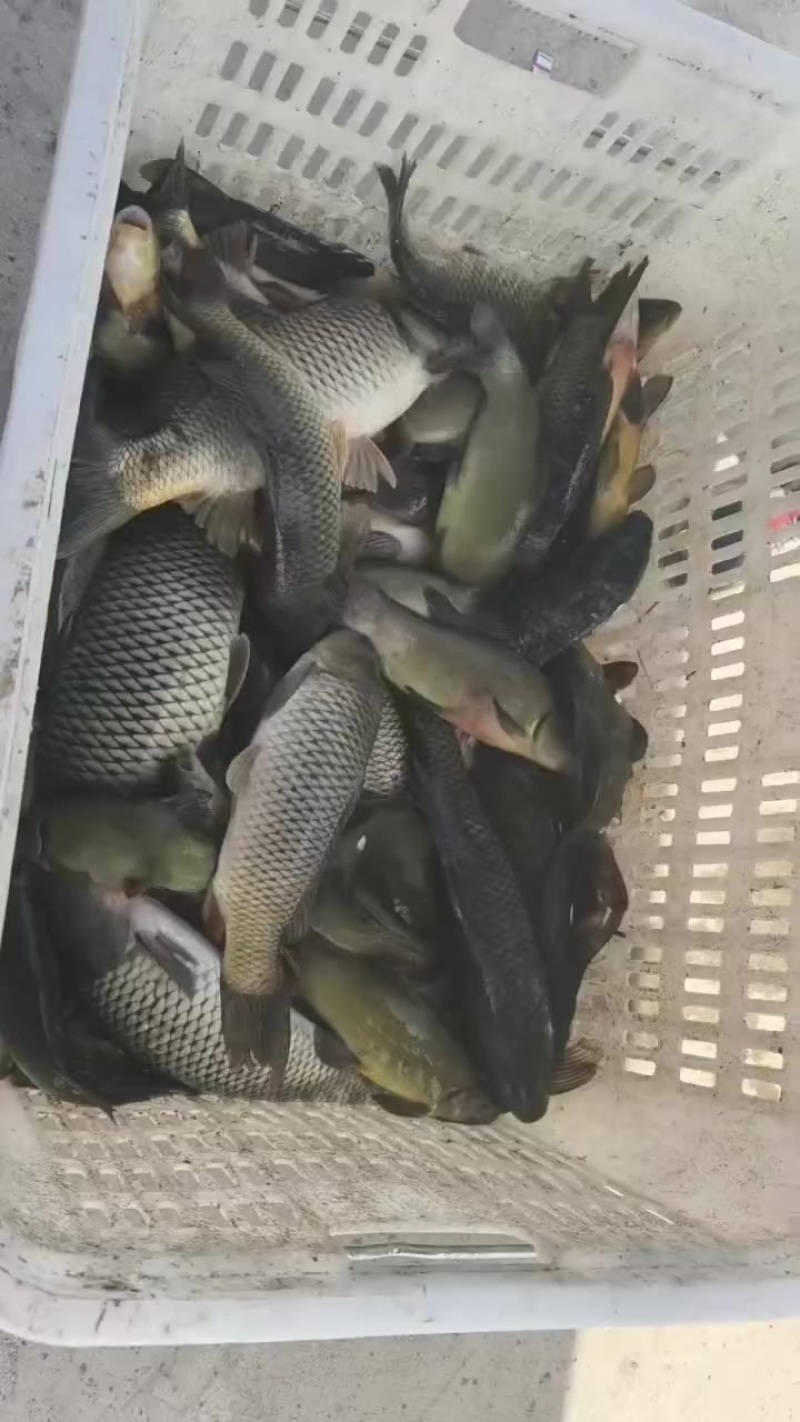 钓的鲤鱼