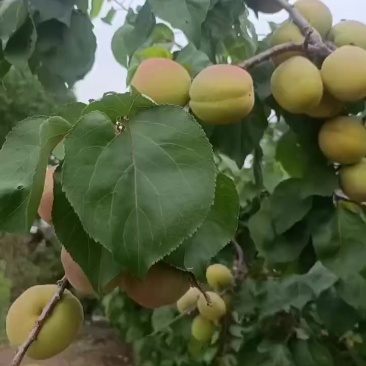 凯特杏**好货