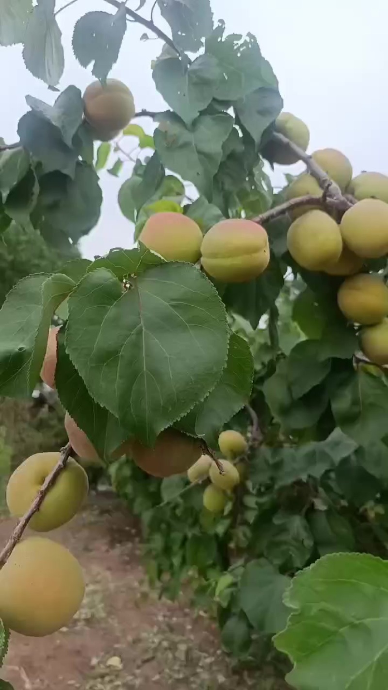 凯特杏**好货