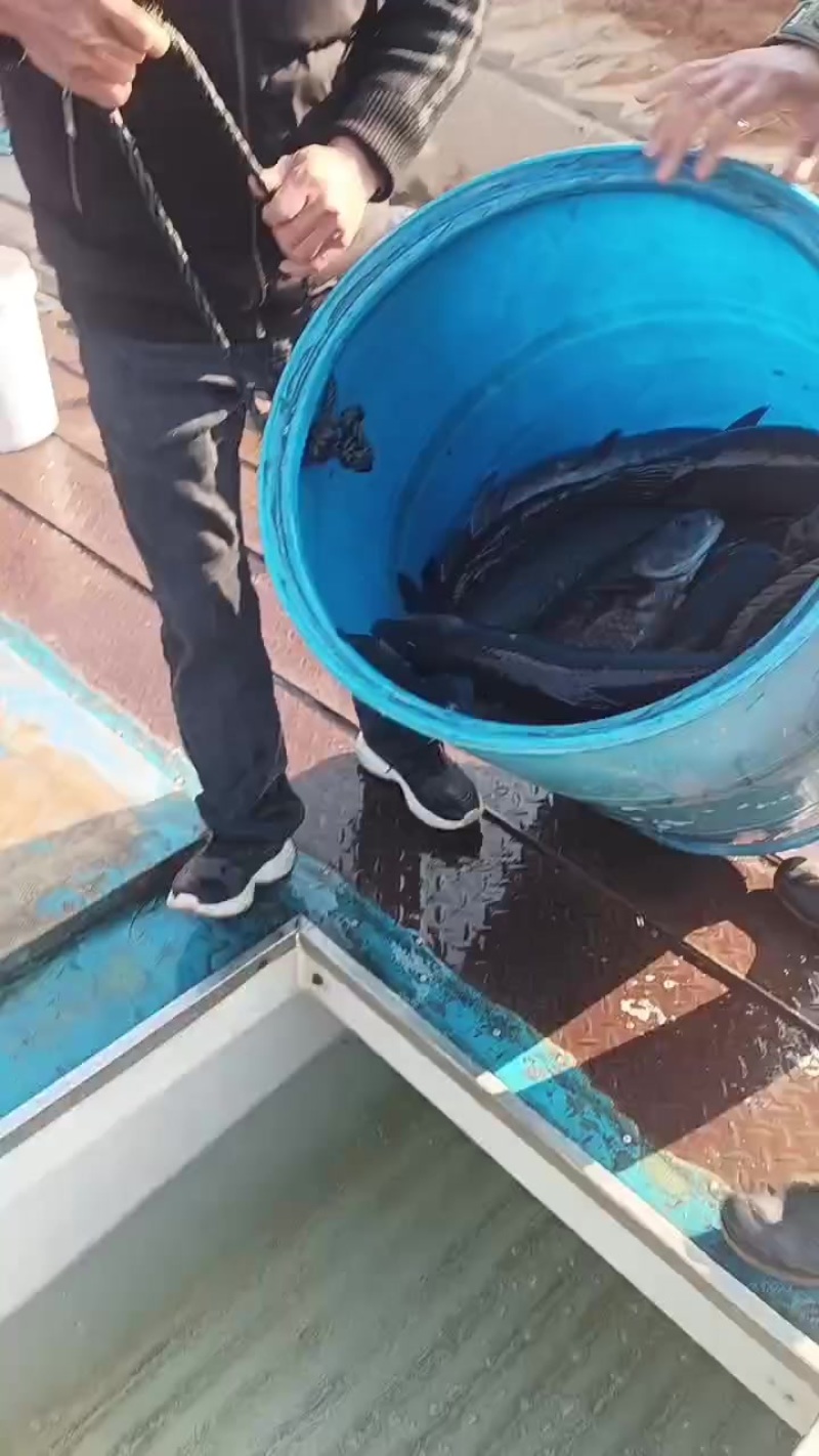 网箱叉尾茴4-10