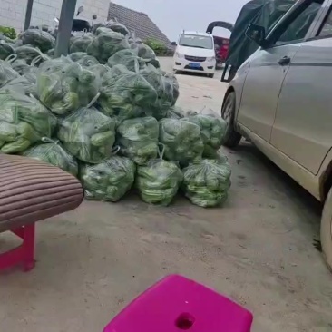 云南省马关县古林箐洋瓜，