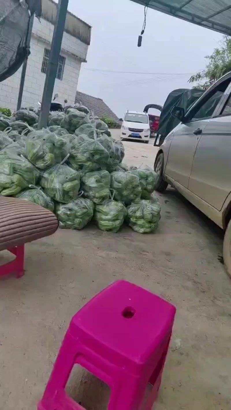 云南省马关县古林箐洋瓜，