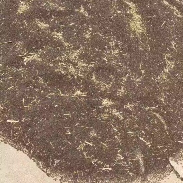 油菜籽
