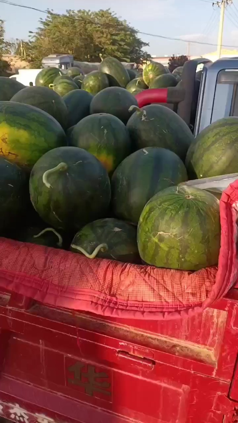 11亩，嘉宝西瓜整出！陕西渭南***********