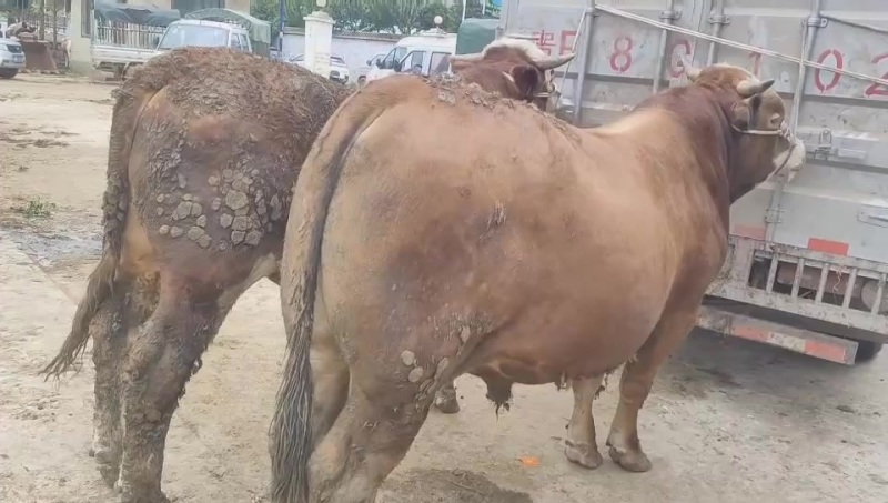 1200左右需要的联系