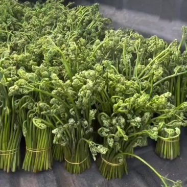 野生蕨菜，腌制蕨菜。