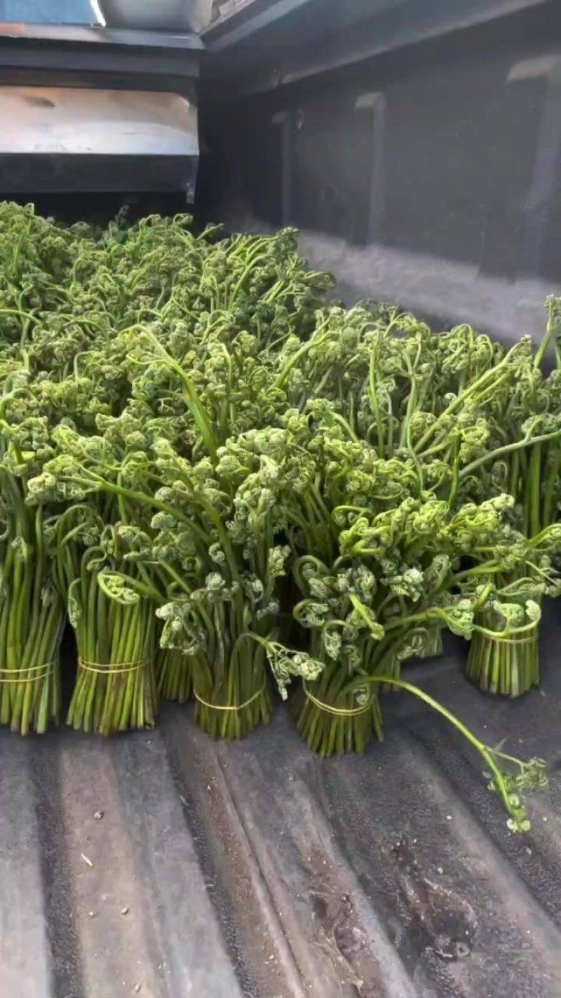 野生蕨菜，腌制蕨菜。