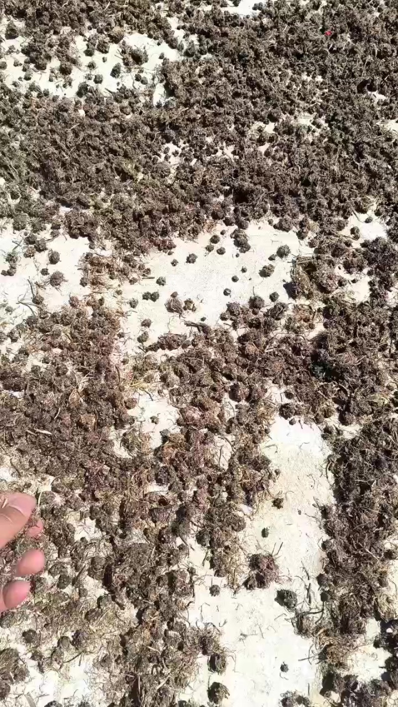 猫爪草