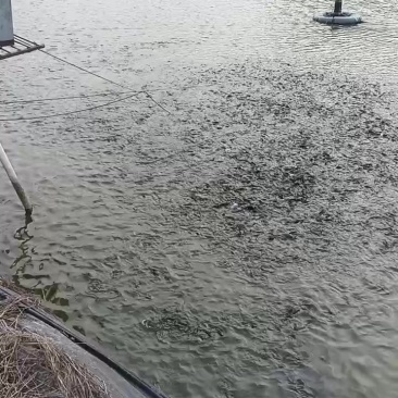 四川省德阳市，黄辣丁，1/2两