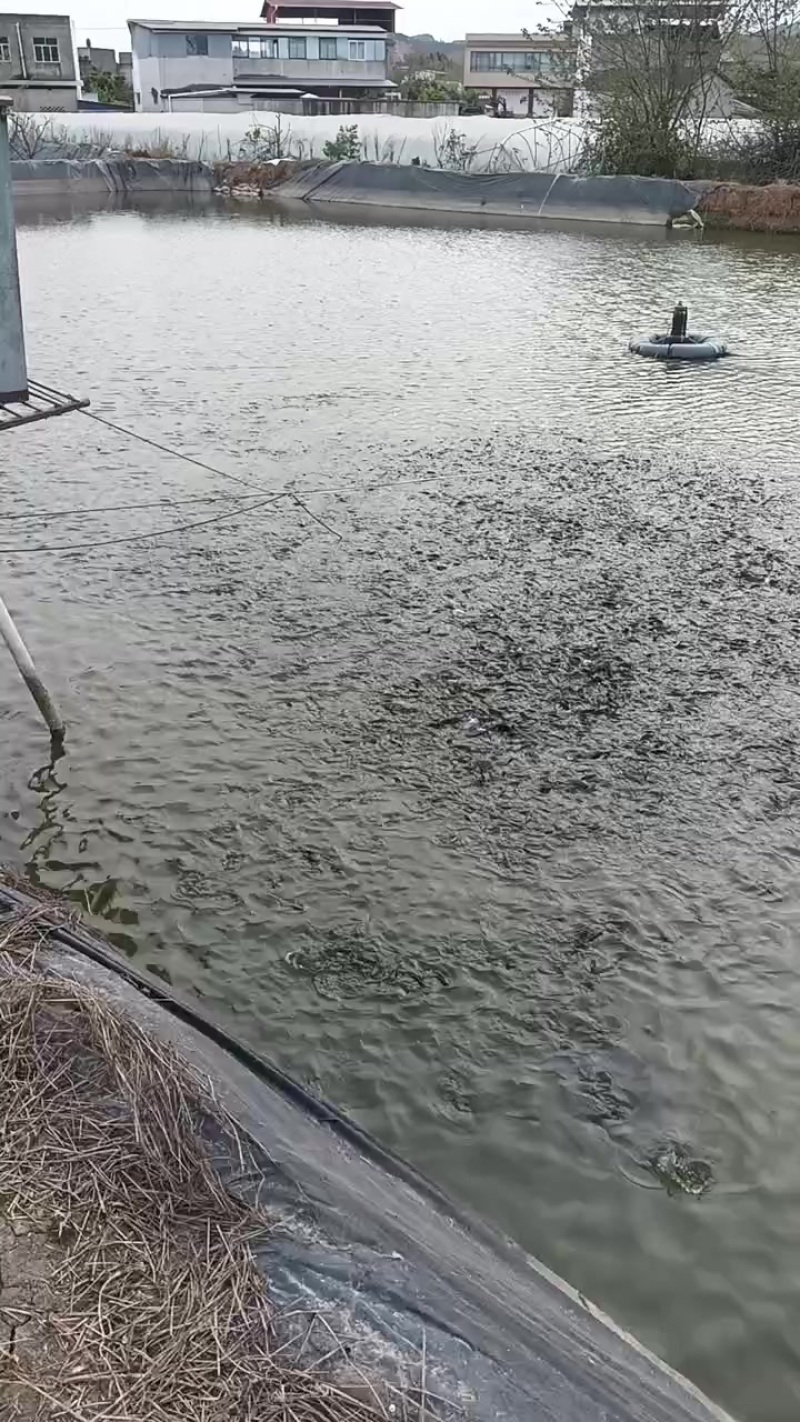 四川省德阳市，黄辣丁，1/2两