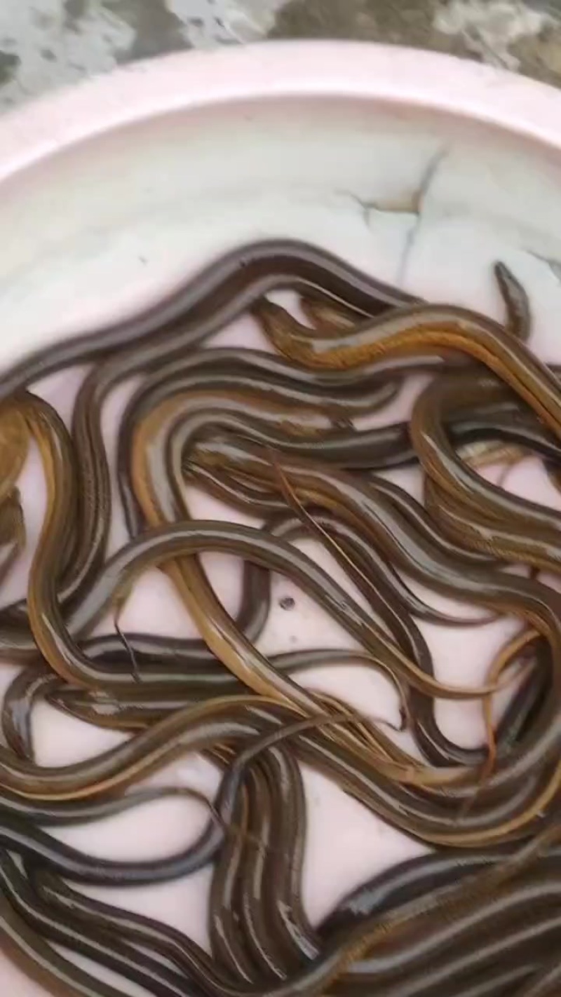 黄鳝