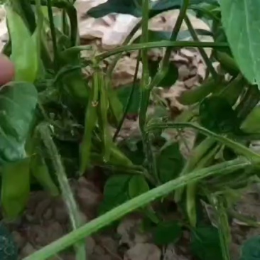 毛豆