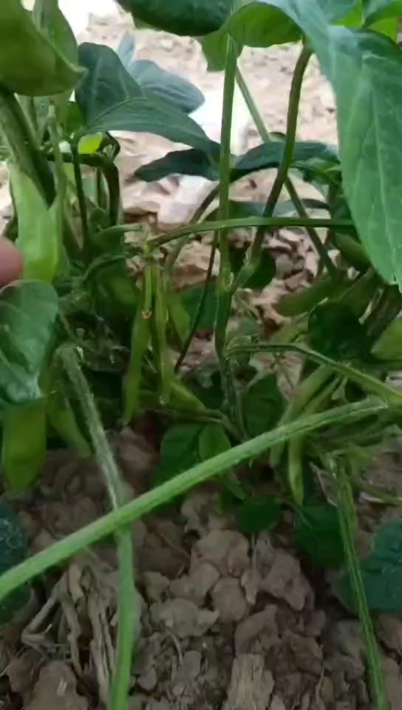 毛豆