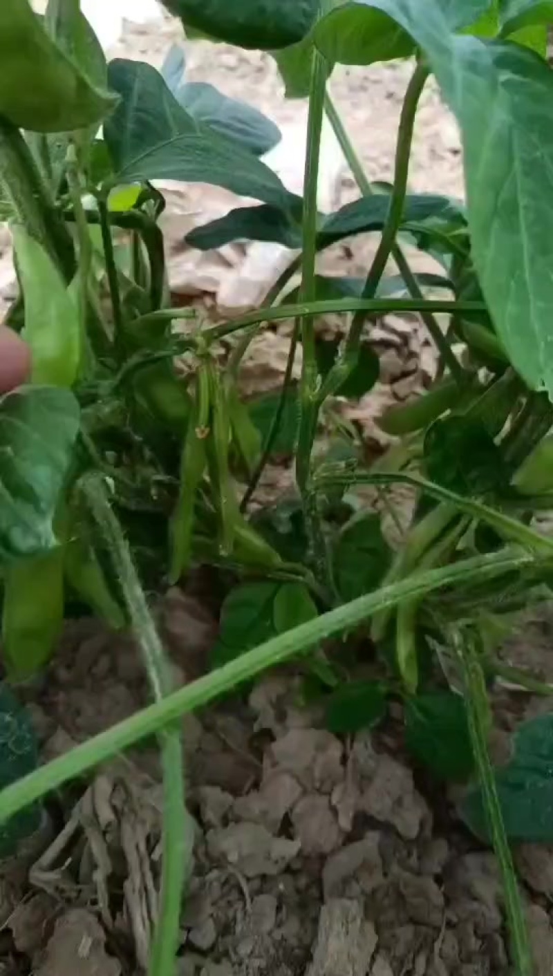 毛豆