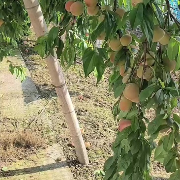 官当红桃