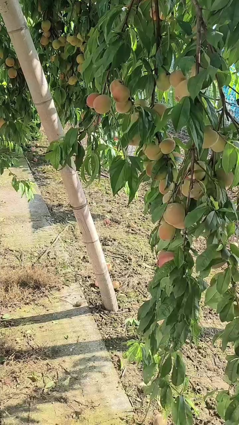 官当红桃