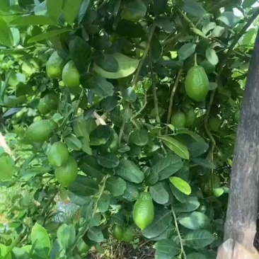 广东无籽香水柠檬