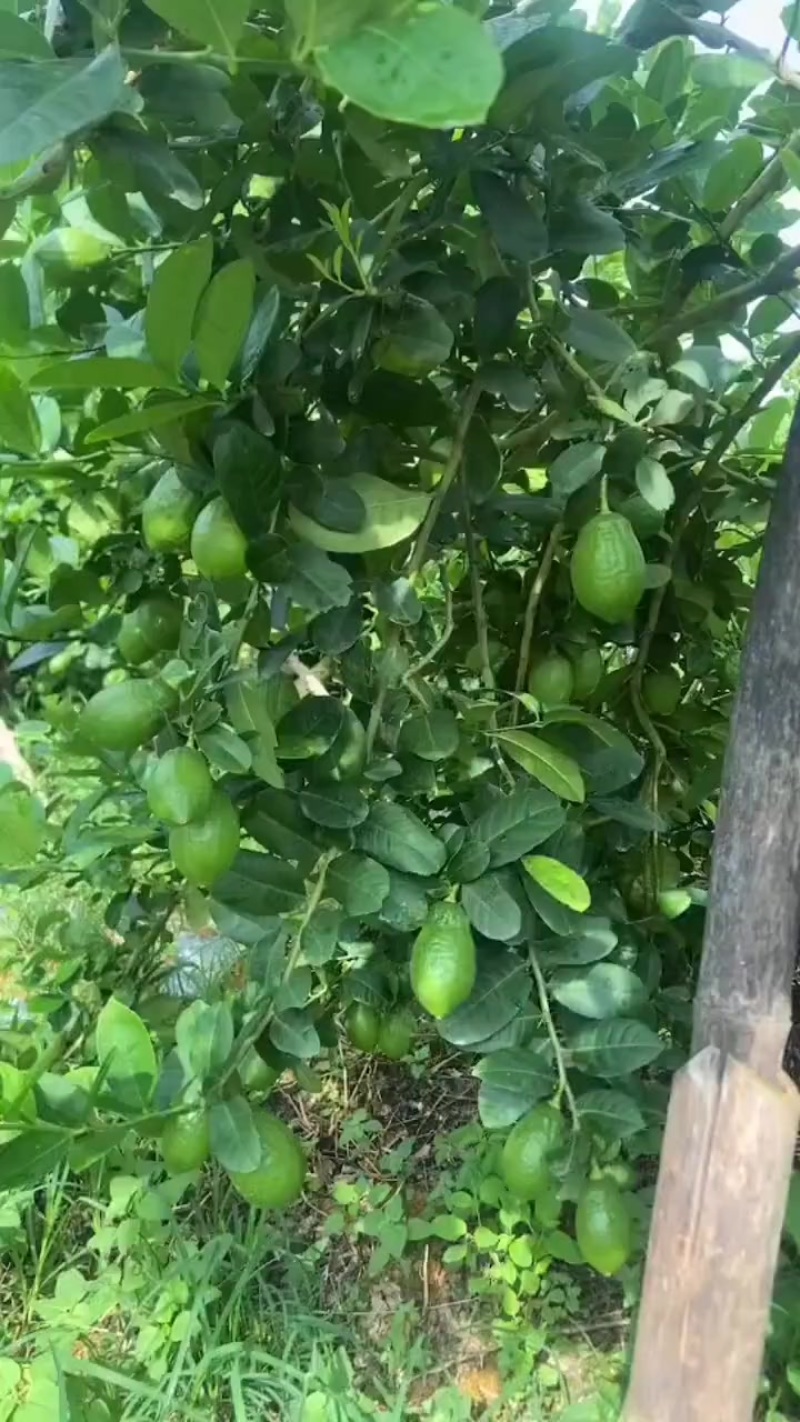广东无籽香水柠檬